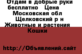 Отдам в добрые руки бесплатно › Цена ­ - - Московская обл., Щелковский р-н Животные и растения » Кошки   